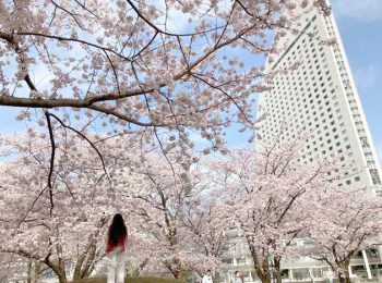 女神橋たもとのカップヌードルミュージアムパークの桜